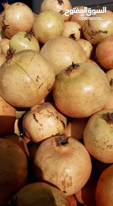 شروة دبس رمان بلدي للبيع