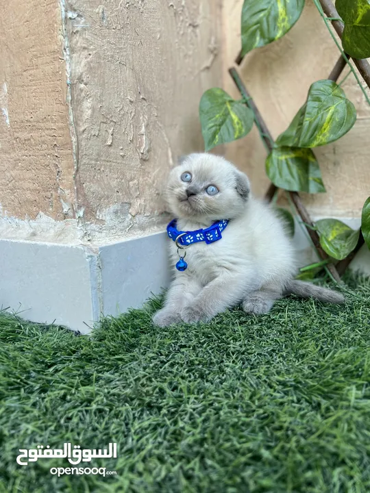 3 years female blue point Scottish fold ,good for breeding vaccinated with passport