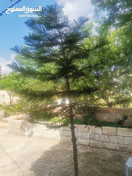 شجرة اوركاريا للبيع ارتفاع 3 متر