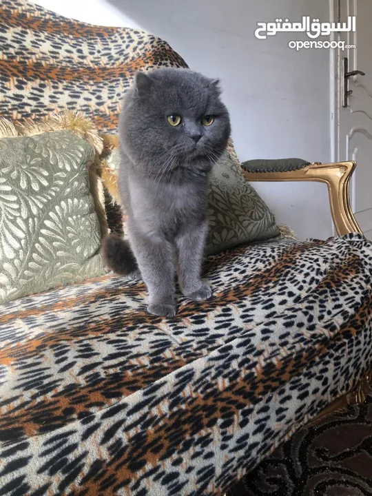 ذكر بريتش بلو للتزاوج