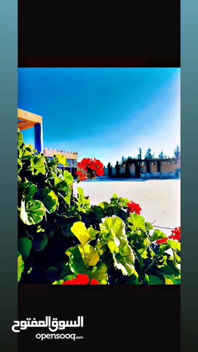 مزرعه وشاليه صوفيا طريق المطار ام العمد  للاجار اليومي والمناسبات