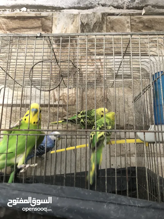 جوز وفحلين للبيع او للبدل