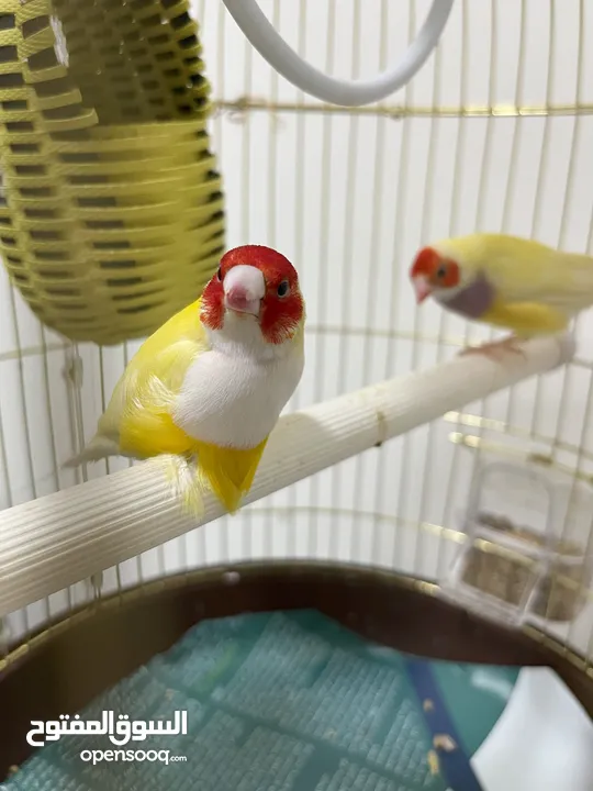 Beautiful Pair of Gouldian Finches for Sale