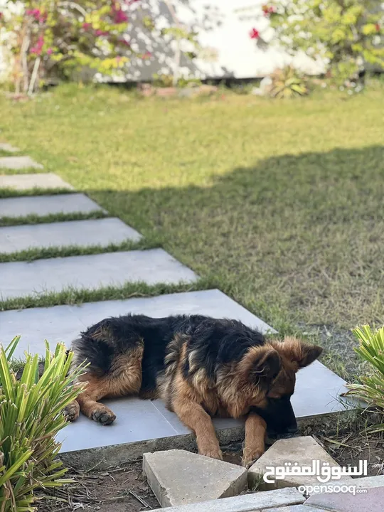 German Shepherd puppy (female)