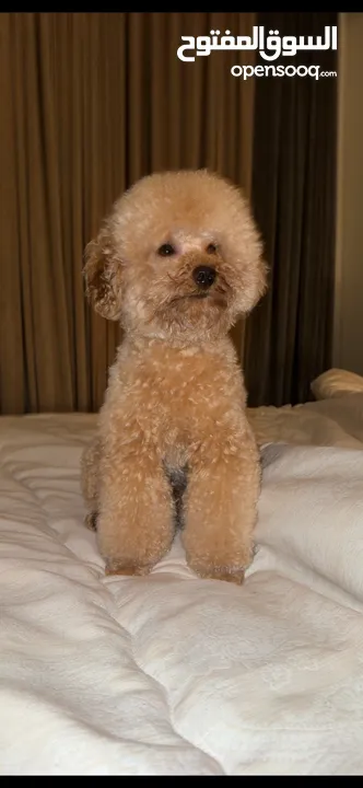 Toy Poodle Male for Sale