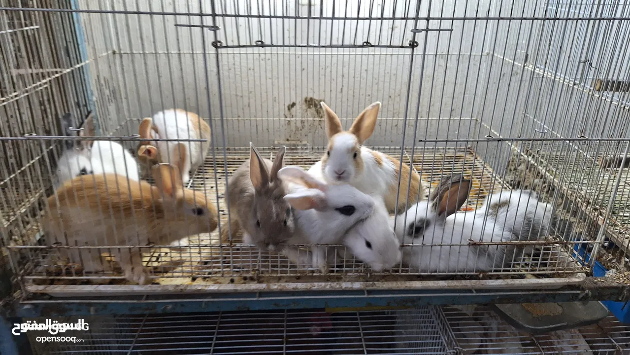 RABBITS FOR SALE