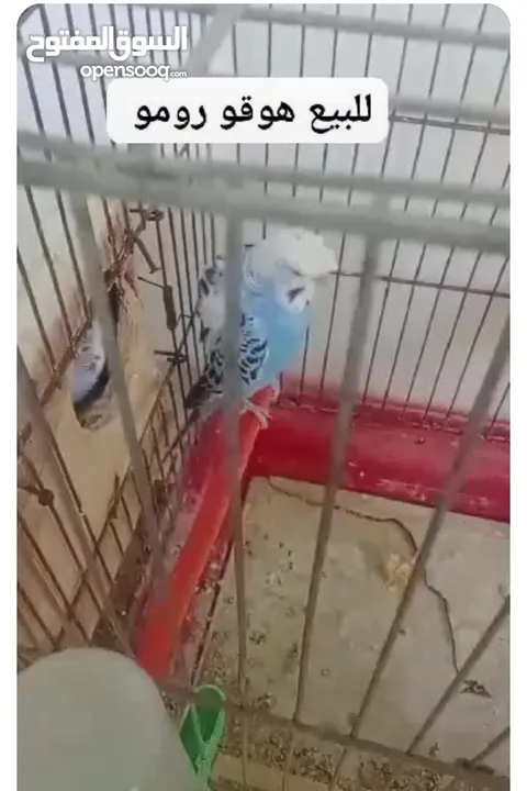 جوزين حب للبيع