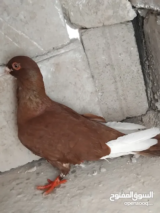 حمامي مسود احمر