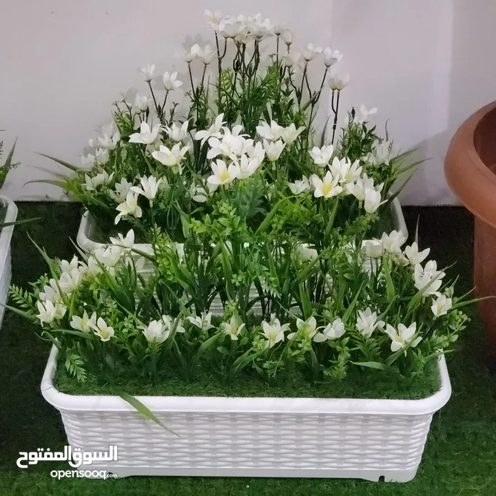 روز باتيلز