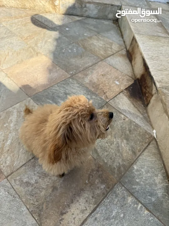 Meet Lilly: Adorable  6-months old female malitpoo - fully vaccinated trained ready for a lovinghome