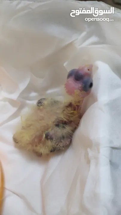 Cockateil chicks : small  and big chicks for hand taming