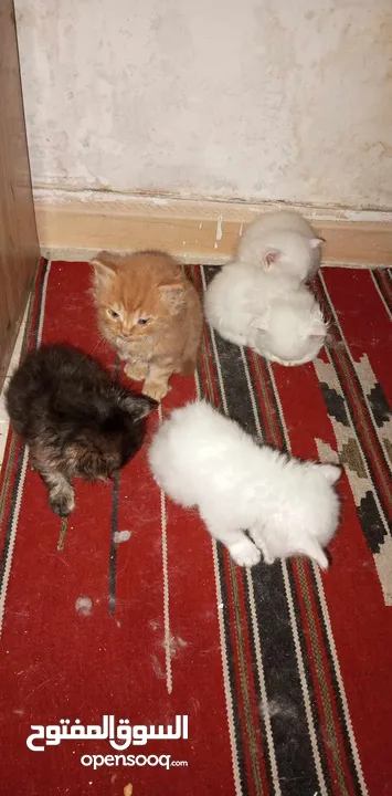 اربع قطط صغار مع الام . شيرازي للبيع