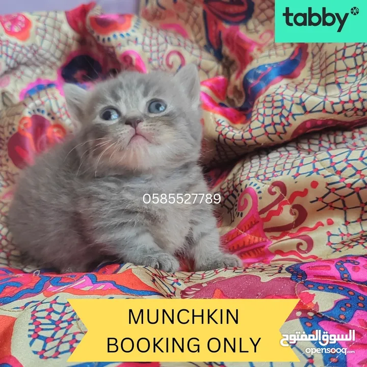 Munchkin rughugger kittens available in Dubai by European breeder