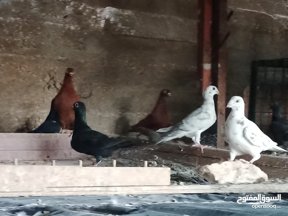 انواع حمام مشكلة للبيع