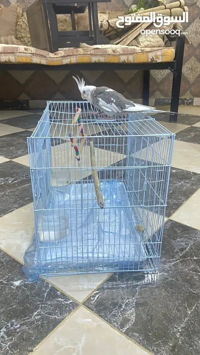 كروان على السوم