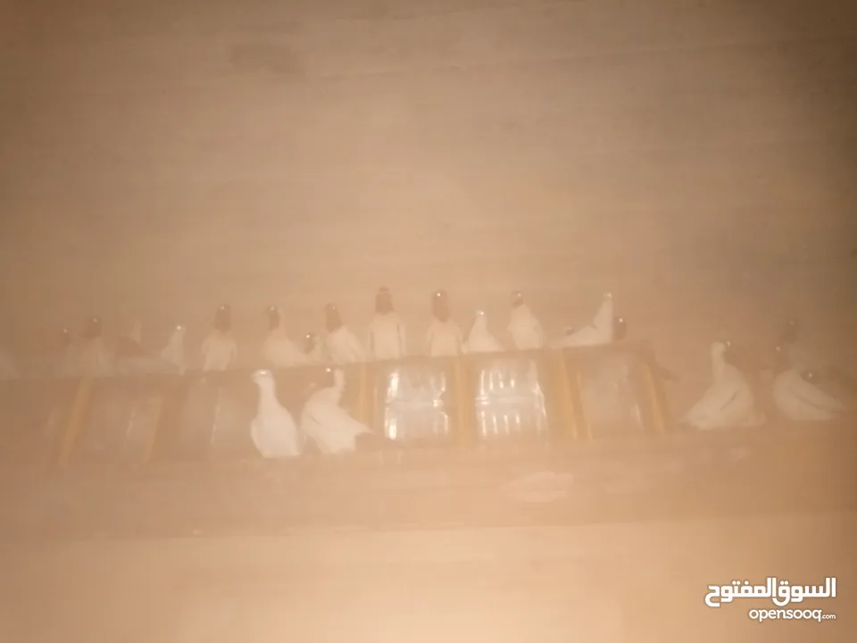 حمام نوع ارباش اذا بدك بلدي موجود اذا بدك امبندق موجود