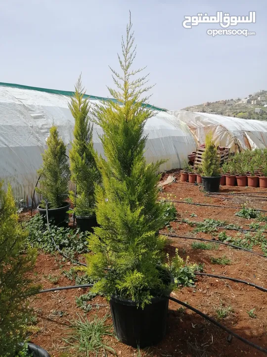 مشاتل المملكة الزراعية لتنسيق الحدائق