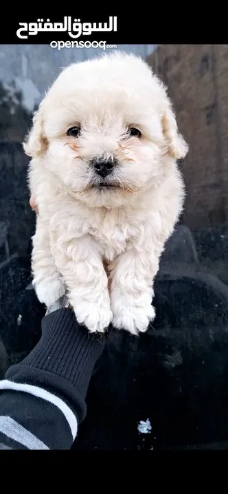 Pure Maltese Terrier puppies, small sizes, two and a half months old, very playful They were very pl