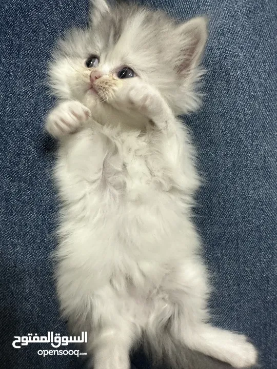 Very beautiful Small kitten