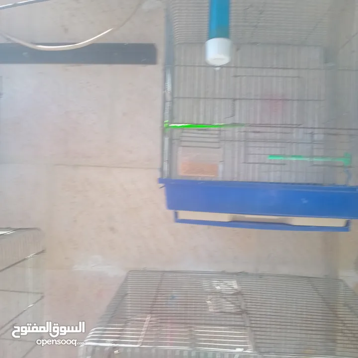 قفاص بحال الوكاله لتواصل الزرقاء