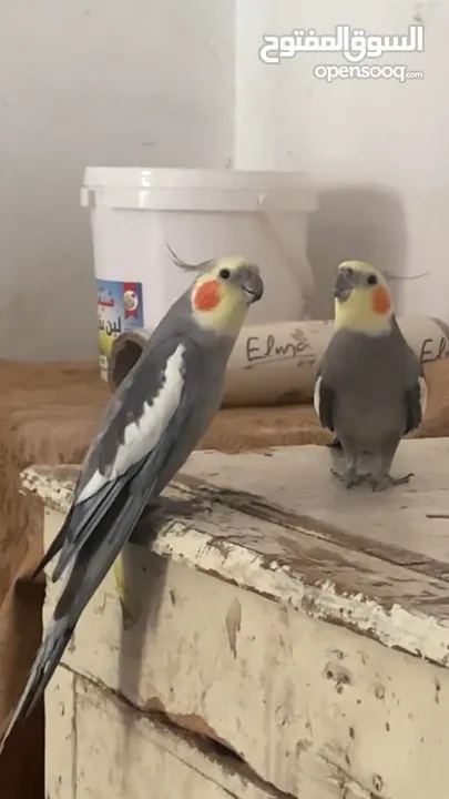 ‏ببغاء كوكتيل فيهم مجال بالسعر