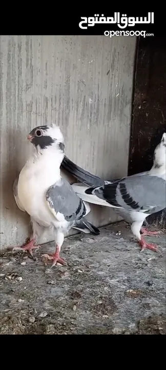 فرخيين اسطنابله للبيع