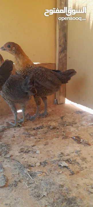 فراخ بلدي للبيع