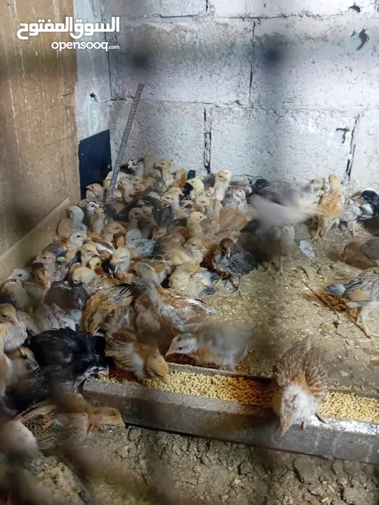 صوص بلدي عمر شهر