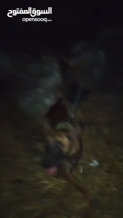 كلب ملينو دم حامي