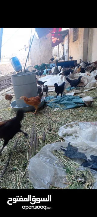 فراخ بلدي عمر شهرين واسبوع مطعمات جميع التطعيمات صحه ونظافة وحجم