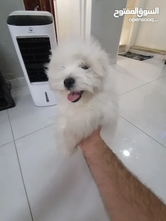 ذكر وانثى  فرنش تيرير عمر شهرين الأنثى والذكر سنتين puppy 2-months - French Terrier female & boy