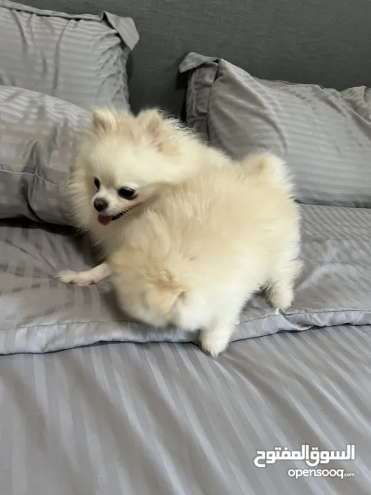 Pomeranian Male