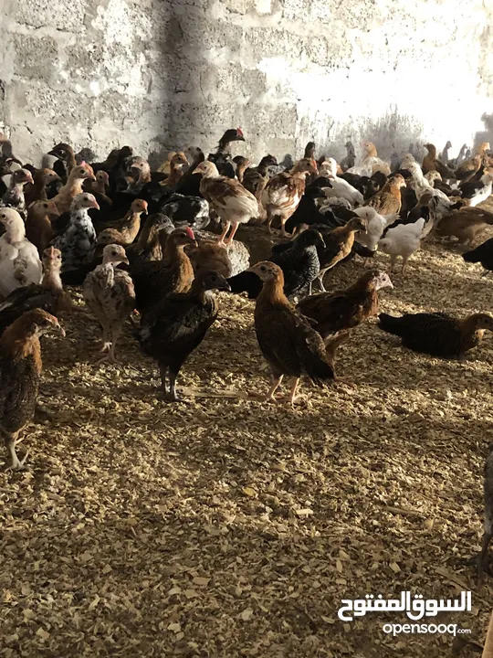 دجاج عماني( الدار )  جاهز للذبح البيع بالجملة والمفرق