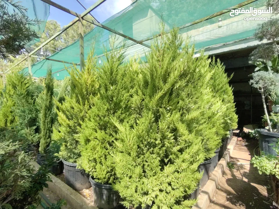 جميع أنواع الأشجار ( أشجار زينة - أشجار مثمرة )