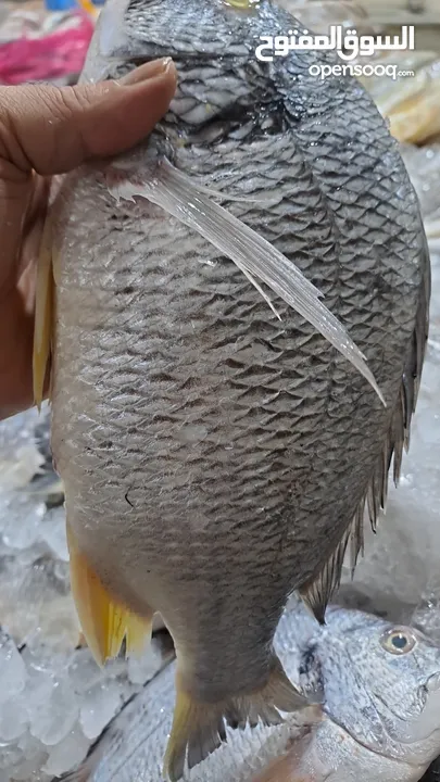 أسماك طازجة يوميا