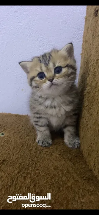 Chinchilla end Scottish Kitty