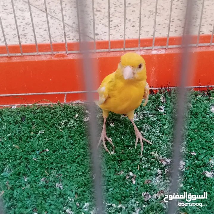 عصافير كناري
