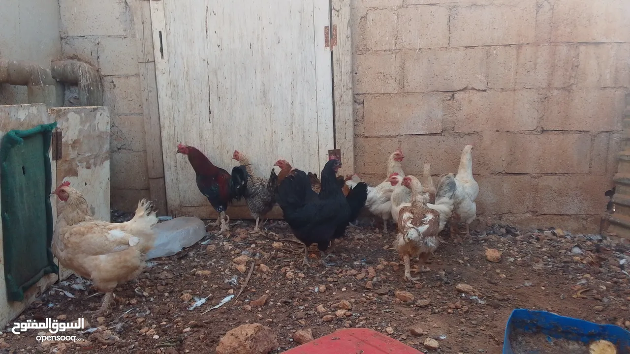 11 جاجه وديك نخب النخب
