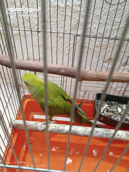 طير دره مش اليف مع قافص جانبوه