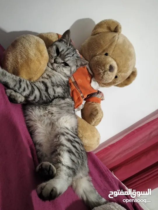قطه مستعمله للبيه