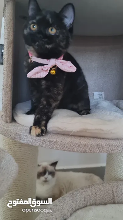 قطط كبيرة للتبني انواع مكس