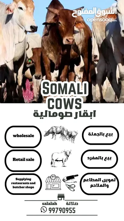اجود الابقار الصومالية للبيع بالجملة