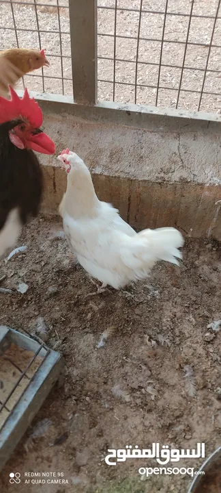دجاج لوهمان