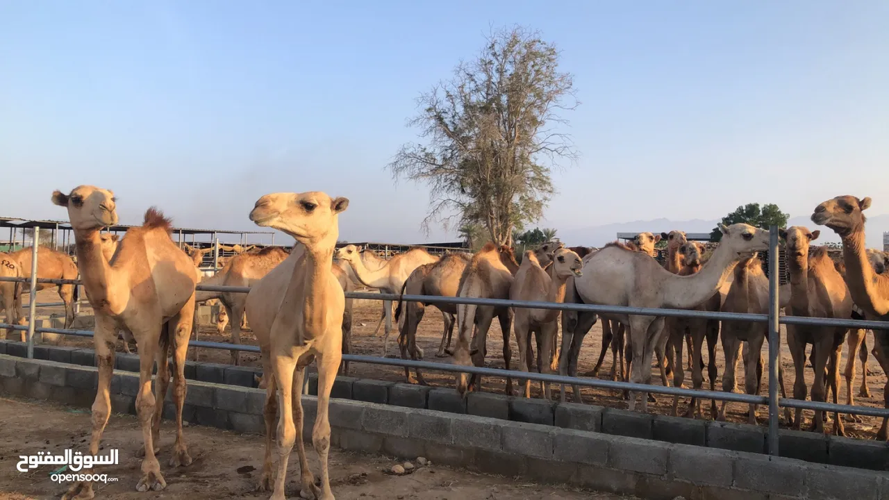 مزرعه قرن الكبش فرع بركاء وصول دفعه جديده من قعدان مراعي الجنوب