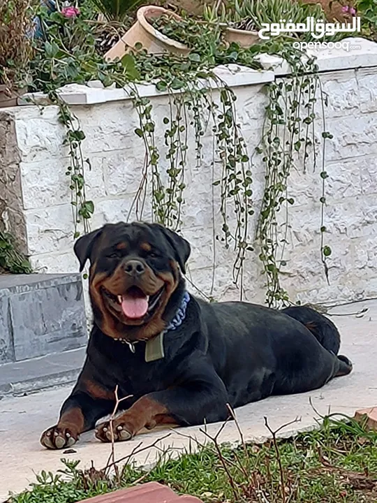 جراء كلاب روتوايلر للبيع أبطال أولاد أبطال puppy of champions rottweiler