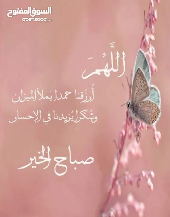 مطلوب معزا مواليد أو لجب حليب للشرا الفوري أو نعاج مواليد