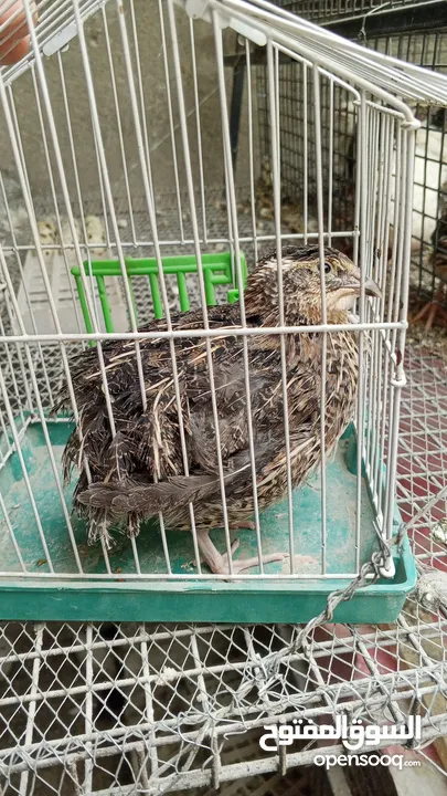 طيور الفري لونين ابيض و اسود اعمار مختلفة