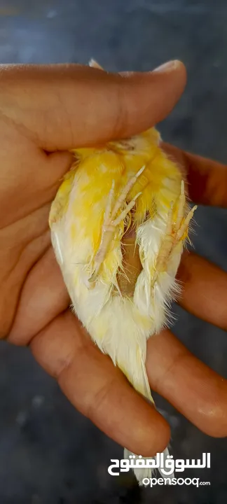 جوز جنه جوز حب جوز كنار جوز كوكتيل  (اقرا الوصف ضروري)