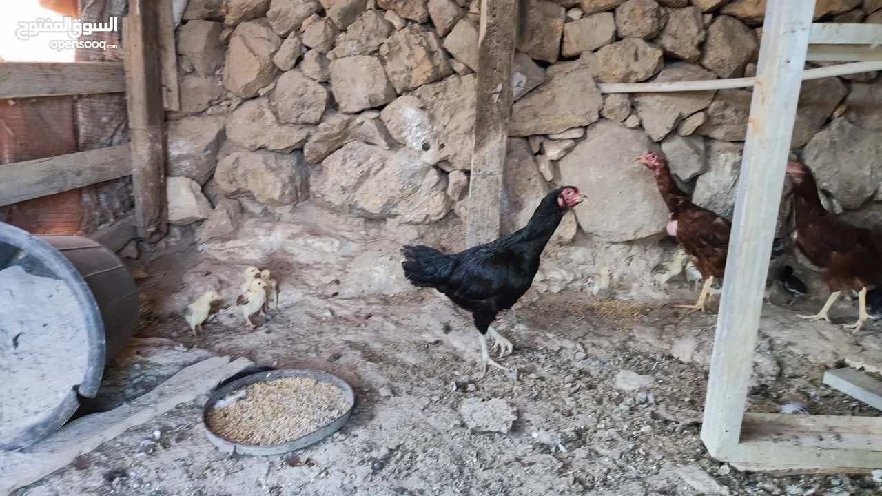 باكستاني نخب