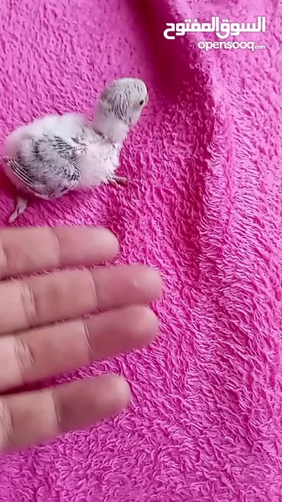 طيره كنار مقنبره عمر سنه بكريه
